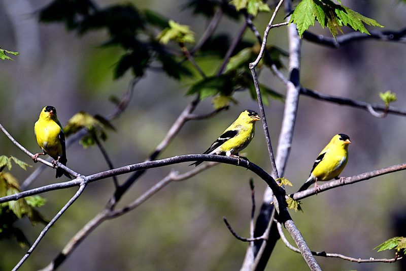 American Goldfinch.jpg